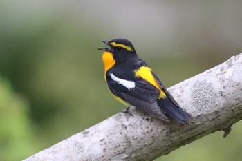 Narcissus Flycatcher Miharashi Park(Hakodate) Fri, 5/11/2018