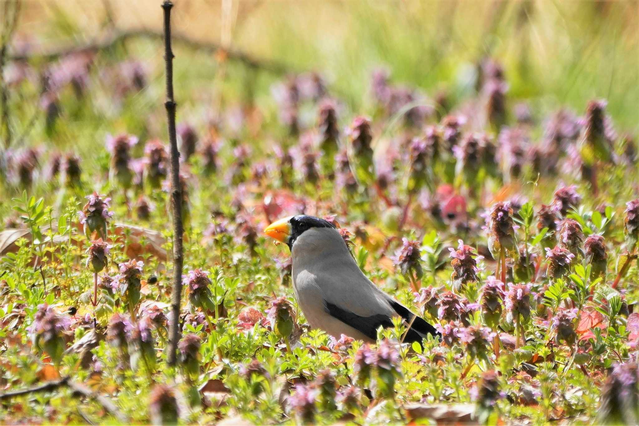 Photo of Japanese Grosbeak at Showa Kinen Park by アカウント4133