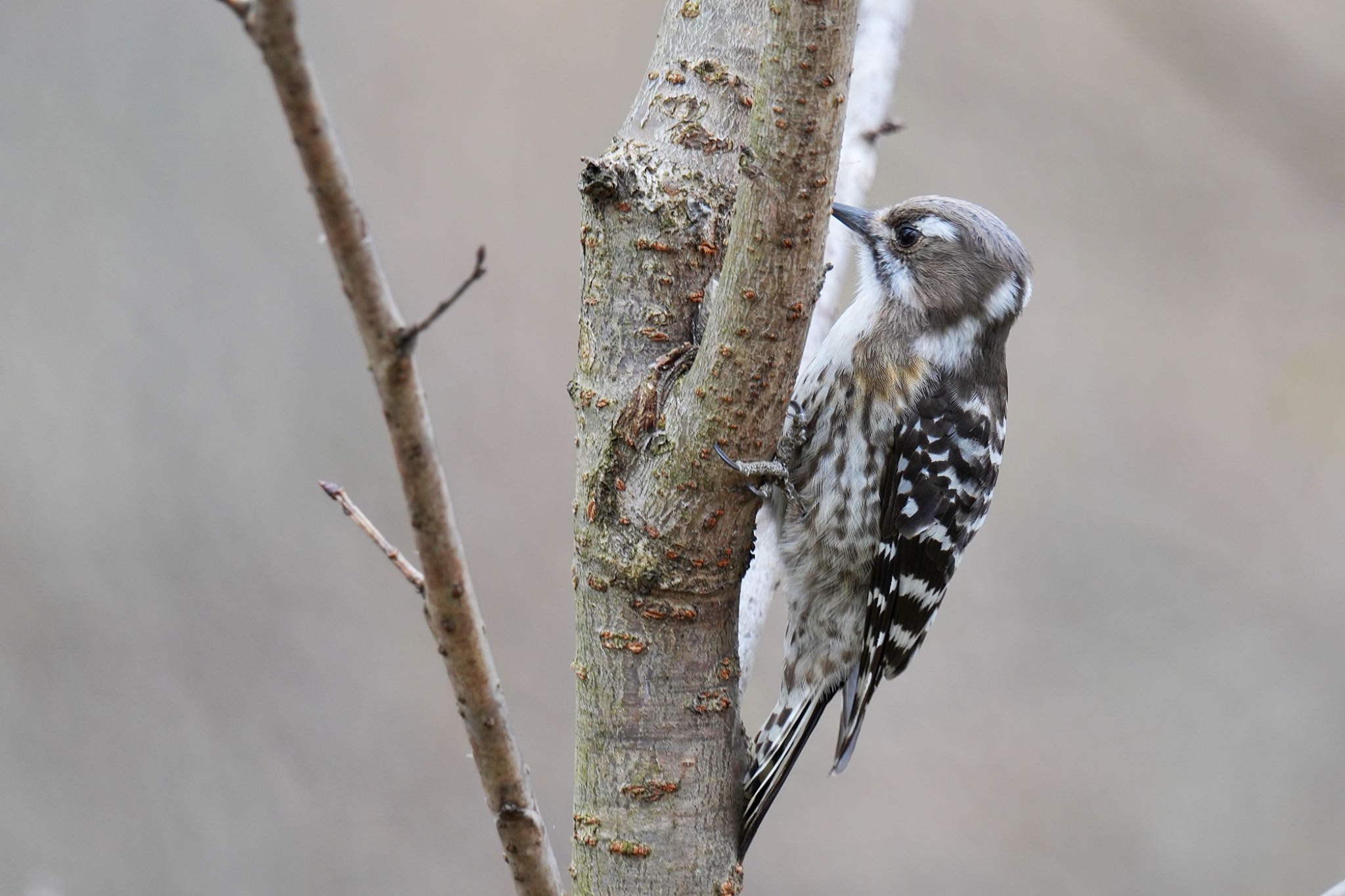 Japanese Pygmy Woodpecker