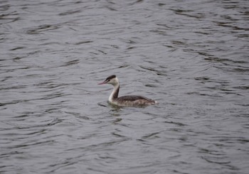 2023年3月17日(金) 乙戸沼の野鳥観察記録