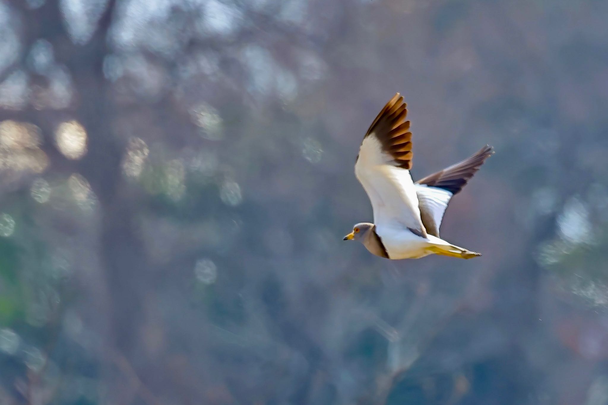 Photo of Grey-headed Lapwing at  by amachan