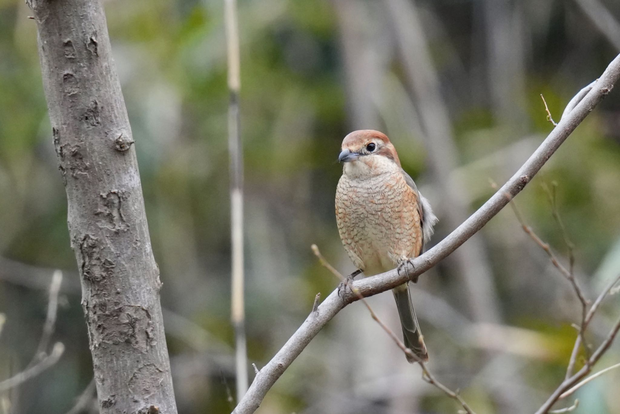 Bull-headed Shrike