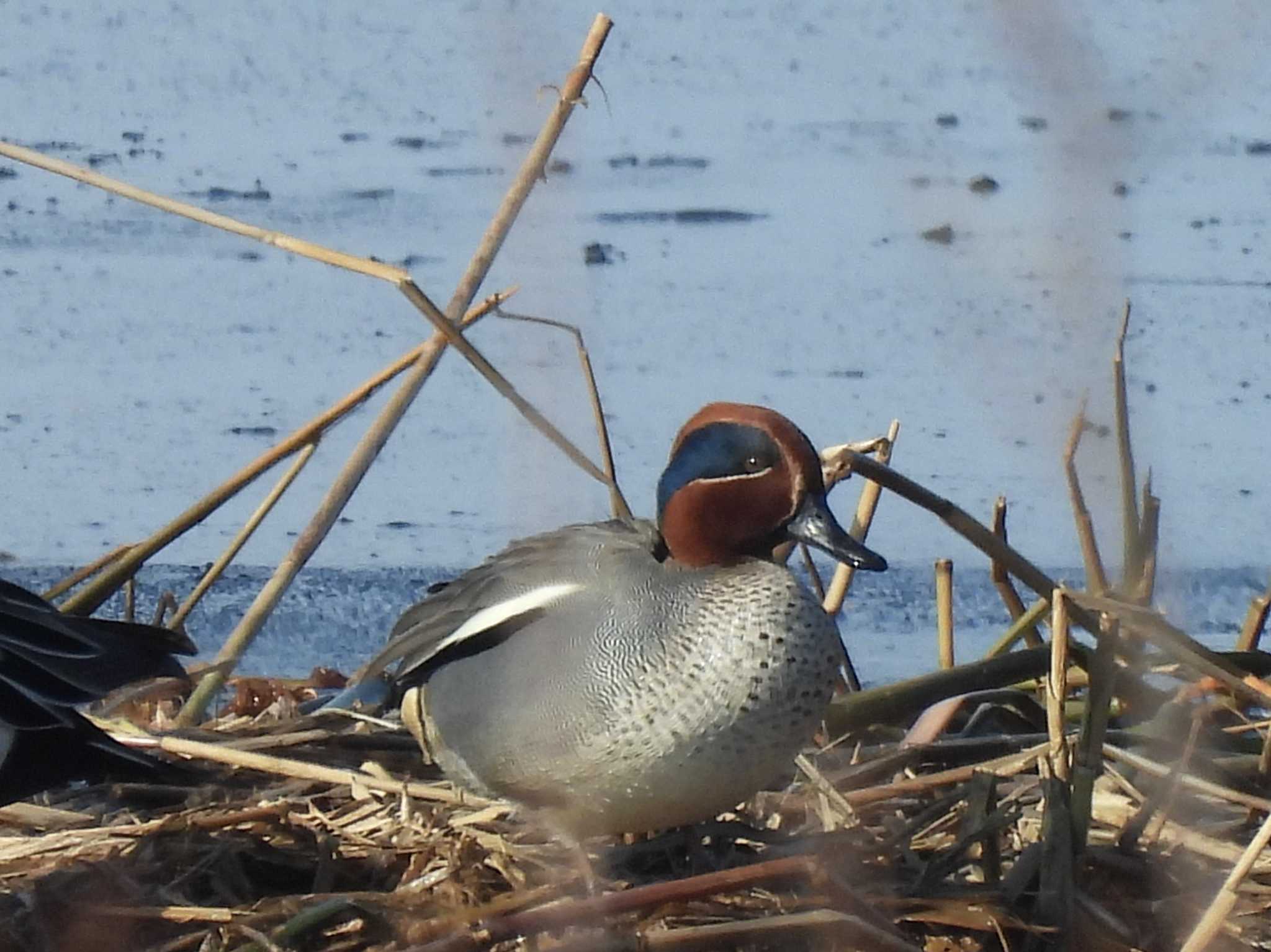 札幌モエレ沼公園 コガモの写真