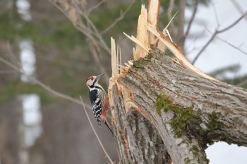 White-backed Woodpecker(subcirris) 北海道美瑛町 Sat, 3/11/2023