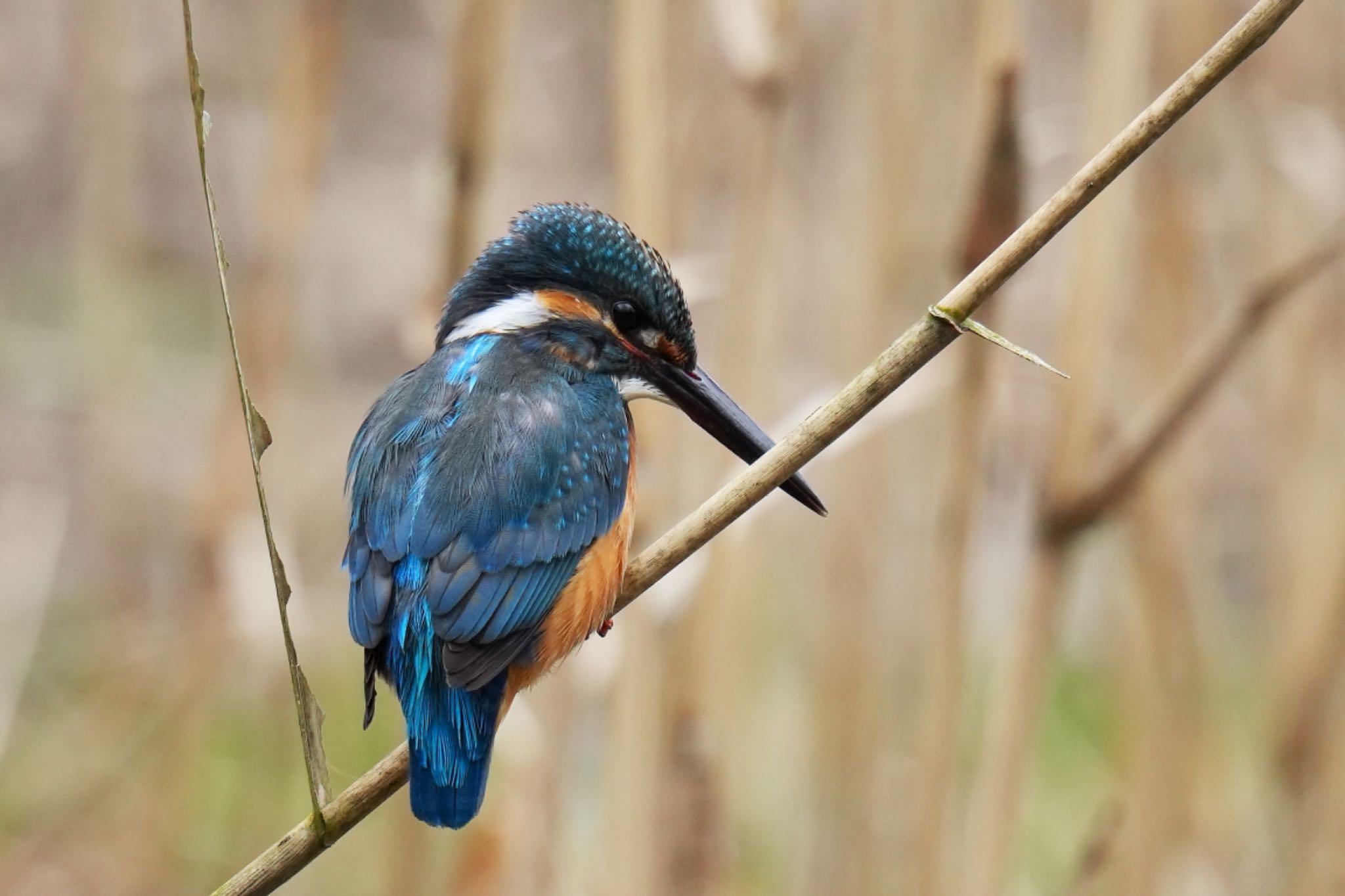 Common Kingfisher