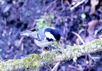 Willow Tit Karuizawa wild bird forest Tue, 5/1/2018