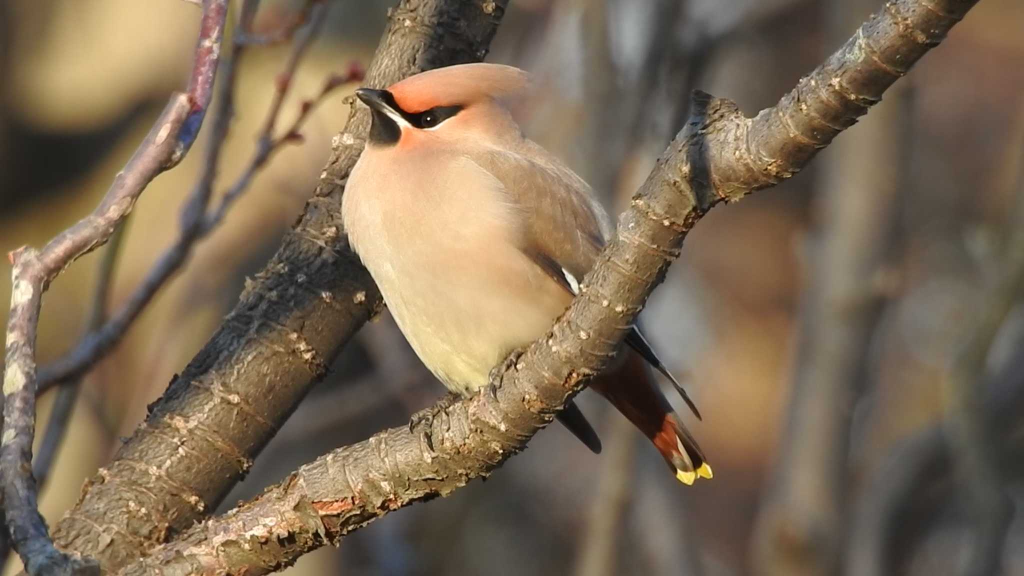 Photo of Bohemian Waxwing at 八戸公園(青森県八戸市) by 緑の風