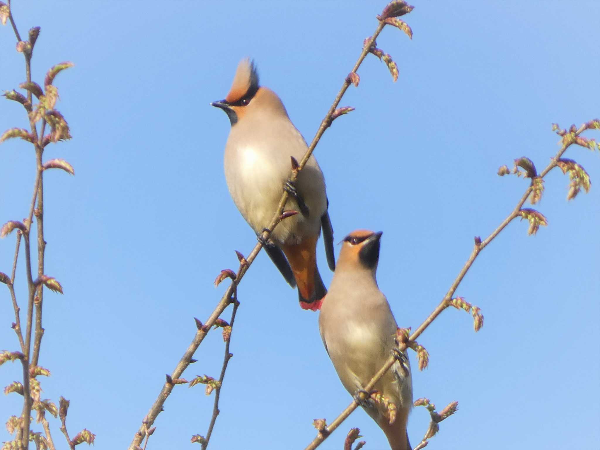 Photo of Japanese Waxwing at 木場公園(江東区) by このはずく