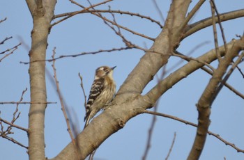 Japanese Pygmy Woodpecker Akigase Park Sat, 3/11/2023