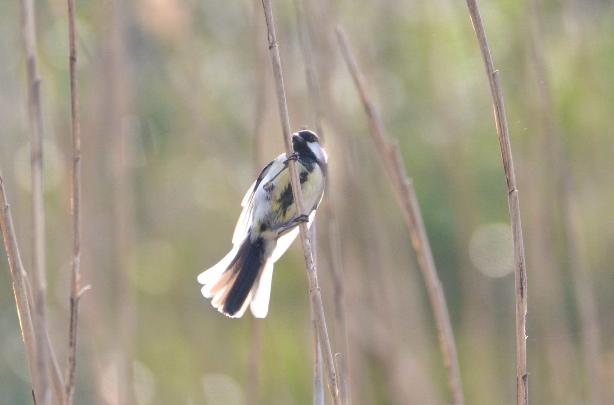 Photo of Japanese Tit at Akigase Park by sol51