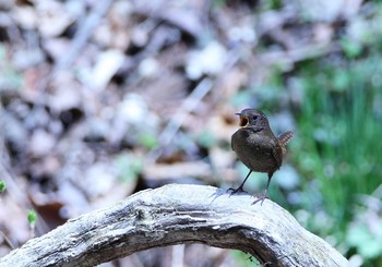 ミソサザイ 軽井沢野鳥の森 2018年5月1日(火)