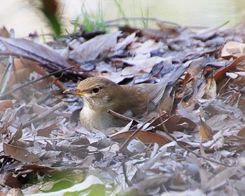 2023年3月16日(木) 大泉緑地の野鳥観察記録