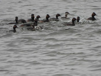 Fri, 3/17/2023 Birding report at Kasai Rinkai Park