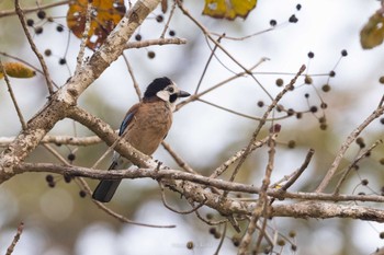 Eurasian Jay Doi Pha Hom Pok National Park Thu, 2/23/2023