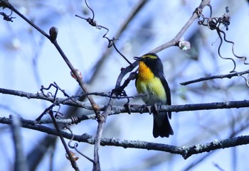 Narcissus Flycatcher Karuizawa wild bird forest Tue, 5/1/2018