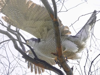 Eurasian Goshawk Unknown Spots Unknown Date