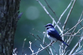 Blue-and-white Flycatcher Karuizawa wild bird forest Tue, 5/1/2018