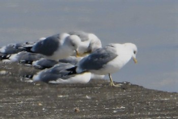 カモメ ふなばし三番瀬海浜公園 2022年3月1日(火)