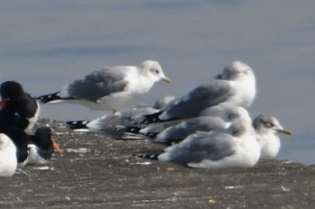 カモメ ふなばし三番瀬海浜公園 2022年3月1日(火)