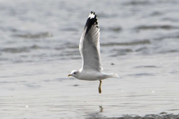 カモメ ふなばし三番瀬海浜公園 2022年3月1日(火)