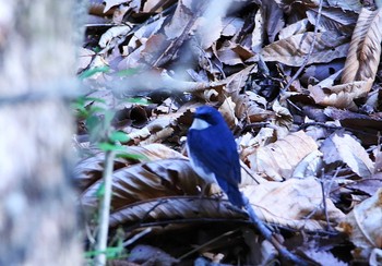 Siberian Blue Robin Karuizawa wild bird forest Tue, 5/1/2018