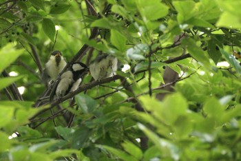 Japanese Tit Unknown Spots Unknown Date