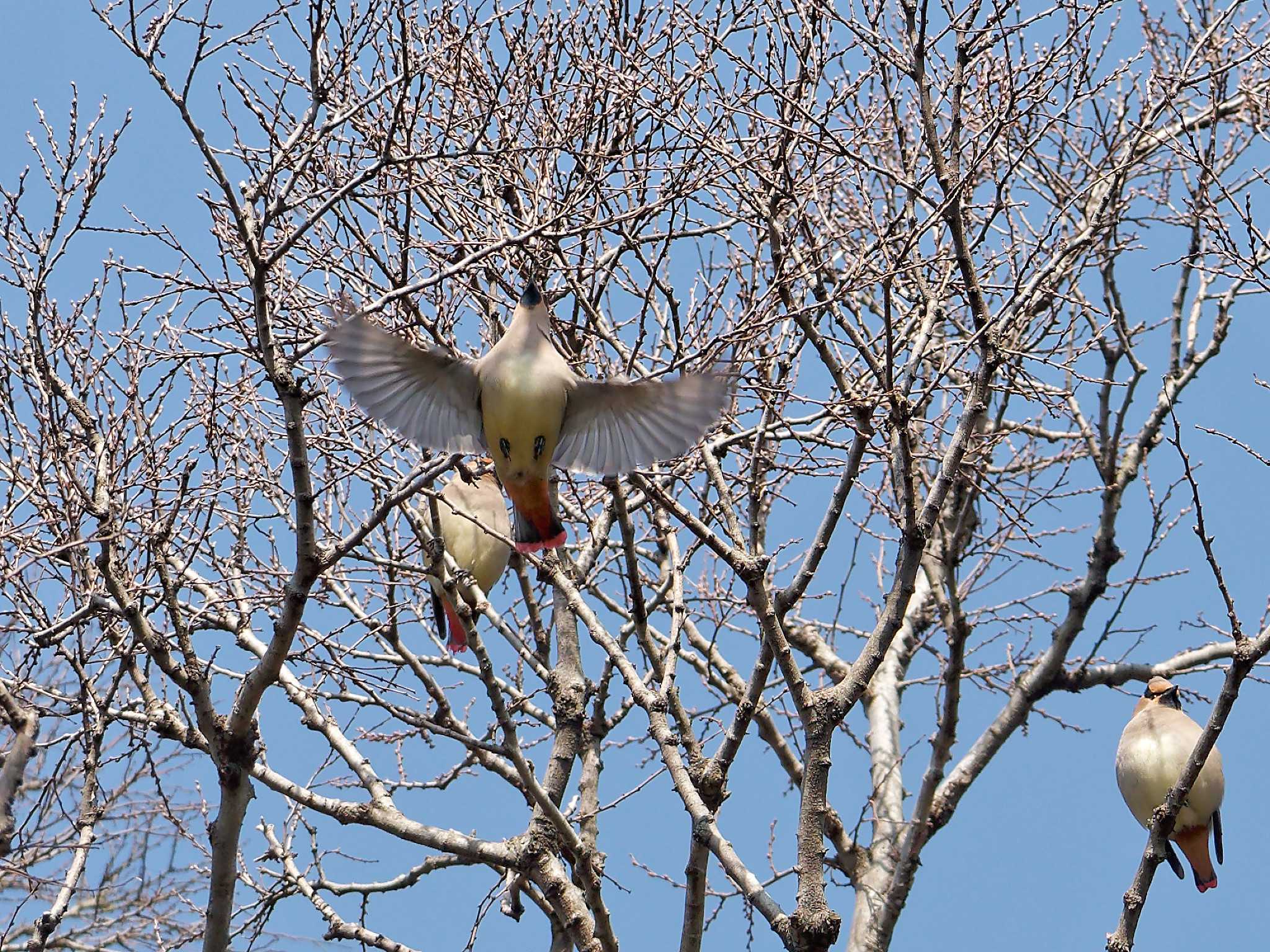 Japanese Waxwing