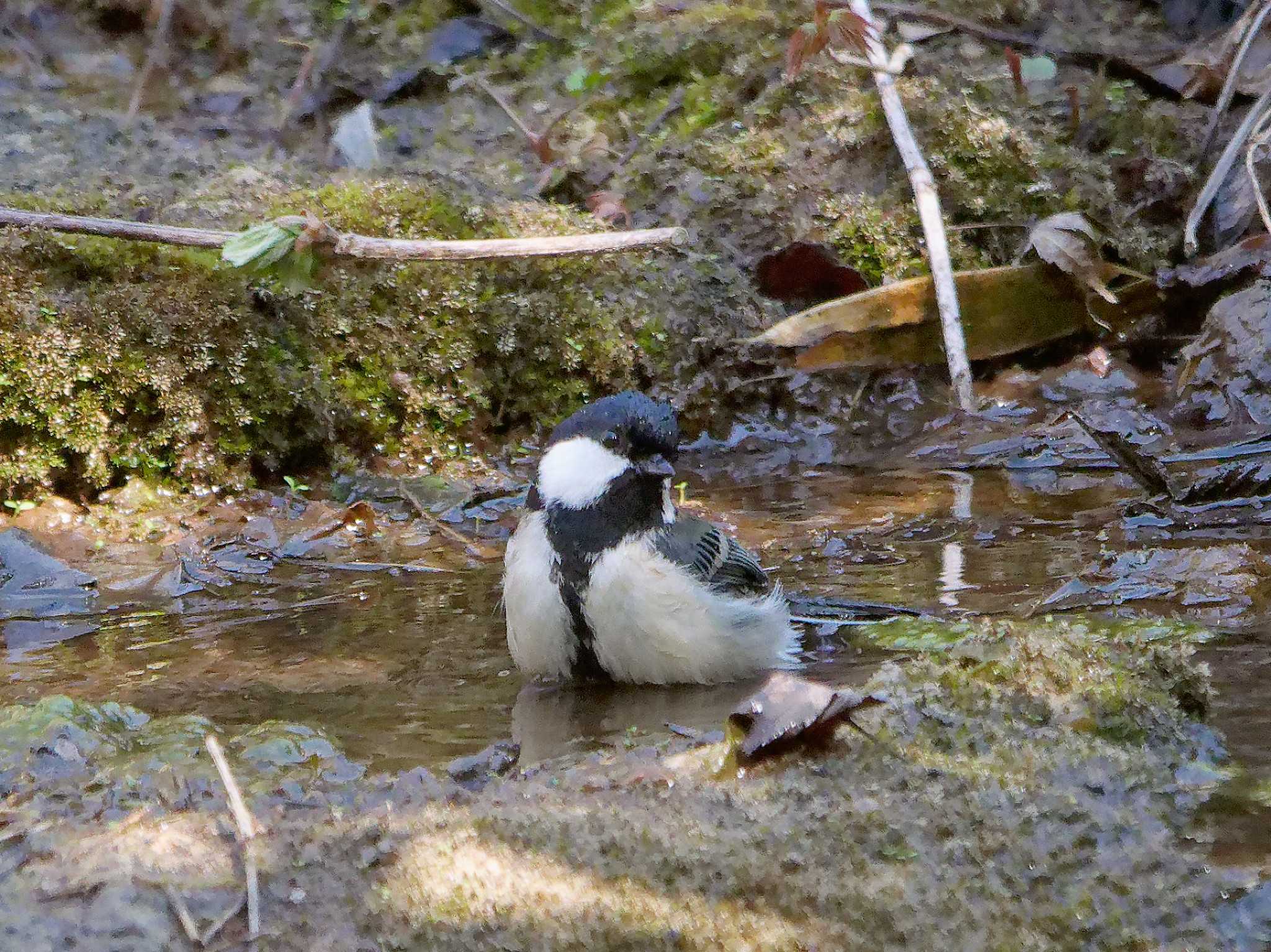 Japanese Tit