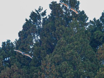 Crested Ibis 佐渡市 Wed, 3/15/2023