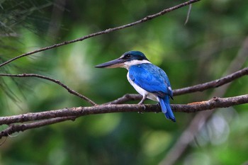 Collared Kingfisher コタキナバル Sat, 4/28/2018