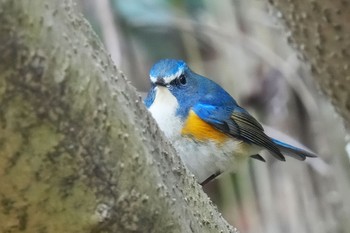 Red-flanked Bluetail 狭山湖 Sat, 2/25/2023