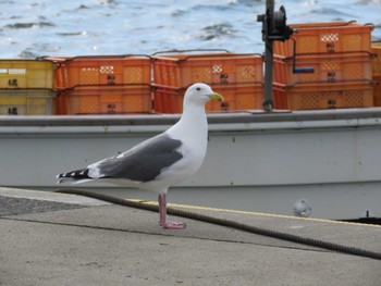 Slaty-backed Gull 北海道 函館市 志海苔漁港 Fri, 3/17/2023