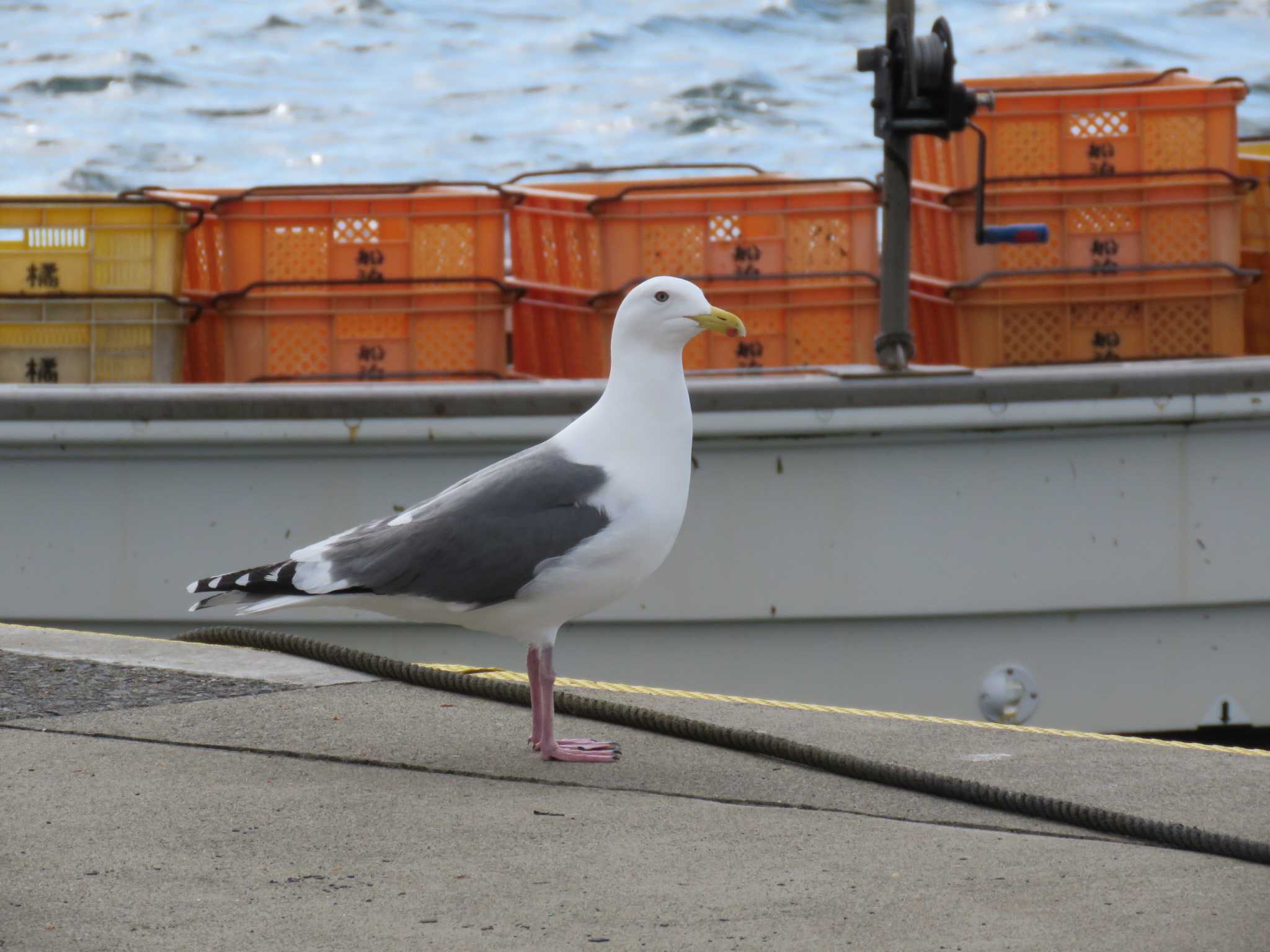 Photo of Slaty-backed Gull at 北海道 函館市 志海苔漁港 by Y K