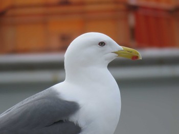 Slaty-backed Gull 北海道 函館市 志海苔漁港 Fri, 3/17/2023