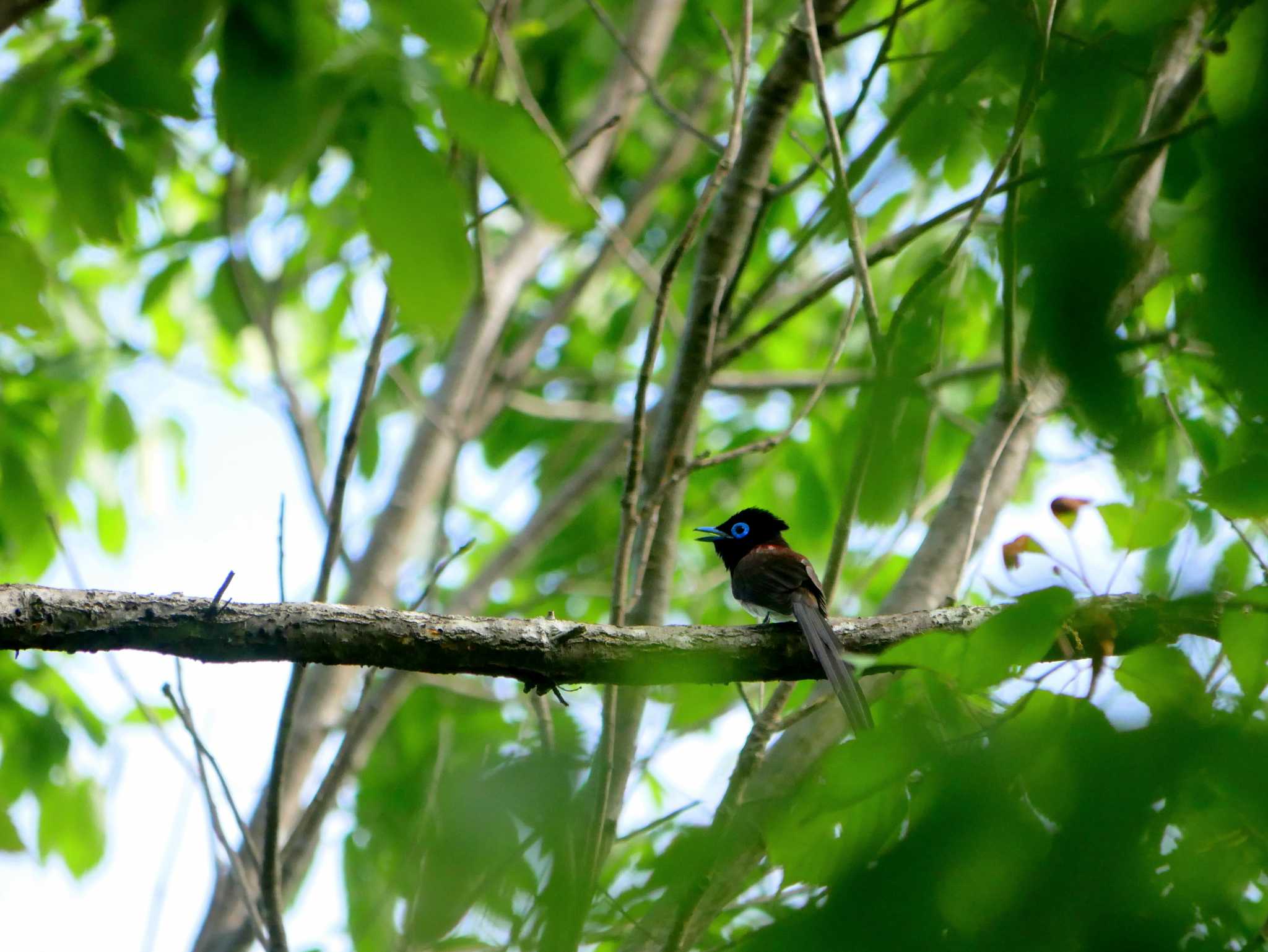 Photo of Black Paradise Flycatcher at 長野県 by toriharu