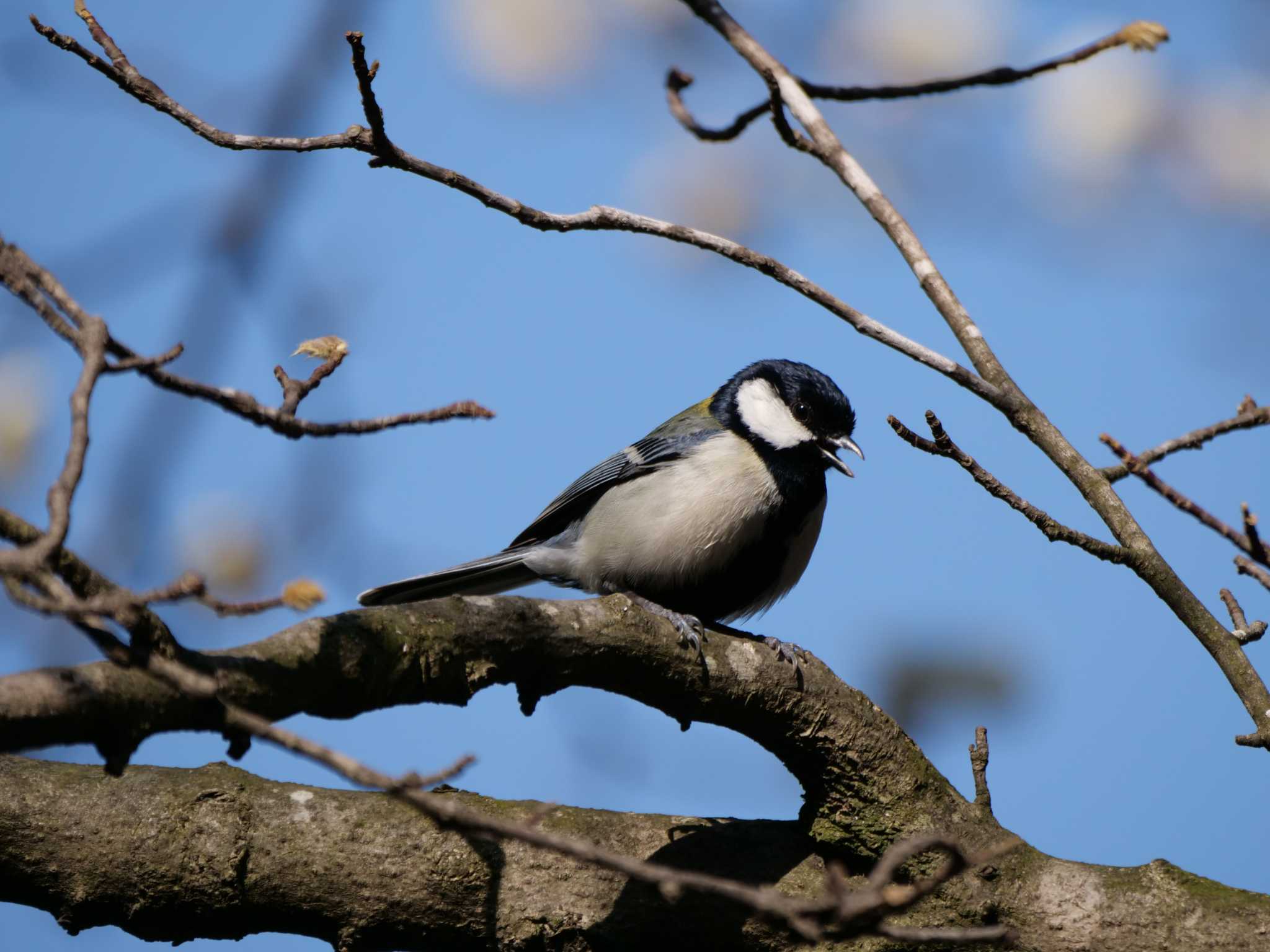 都内近郊 シジュウカラの写真 by little birds