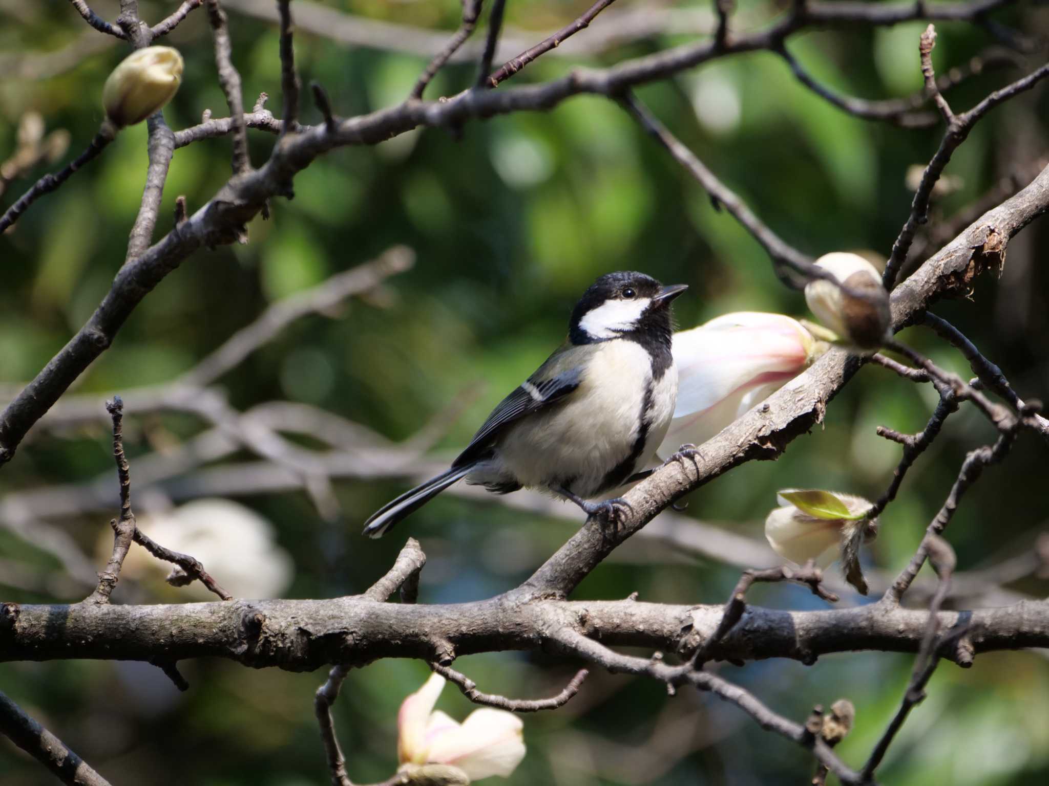 シジュウカラ3態。　コブシの木にて。 by little birds