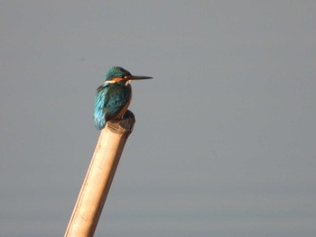 Common Kingfisher 印旛沼 Thu, 3/16/2023