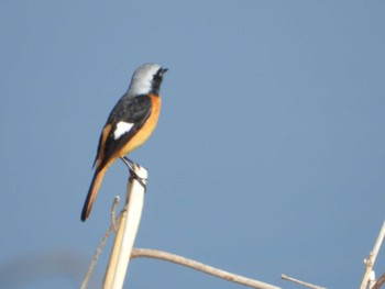 Daurian Redstart 印旛沼 Thu, 3/16/2023