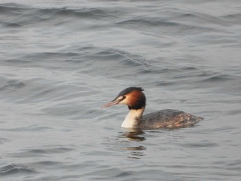 Great Crested Grebe 印旛沼 Mon, 3/13/2023