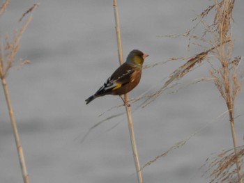 Grey-capped Greenfinch 印旛沼 Mon, 3/13/2023