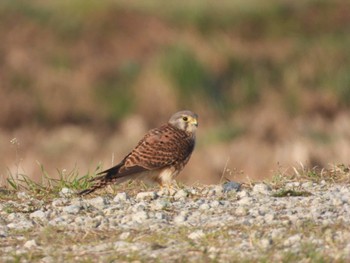 Common Kestrel 印旛沼 Sun, 3/12/2023