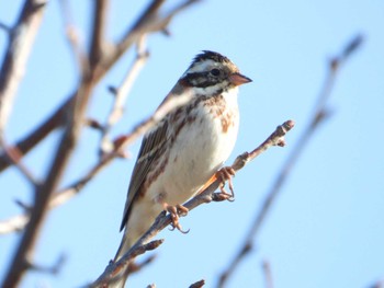 Rustic Bunting 印旛沼 Sat, 3/11/2023