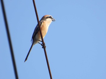 Bull-headed Shrike 印旛沼 Thu, 3/16/2023