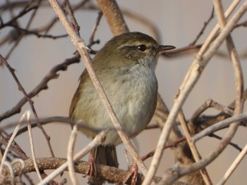 Japanese Bush Warbler 印旛沼 Sun, 3/12/2023