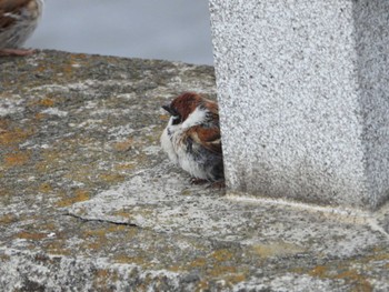 Eurasian Tree Sparrow 印旛沼 Tue, 3/14/2023