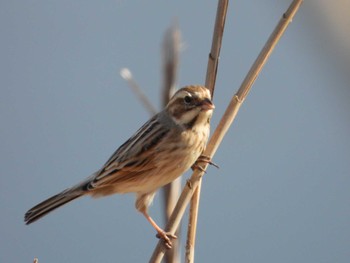 Common Reed Bunting 印旛沼 Sat, 3/11/2023