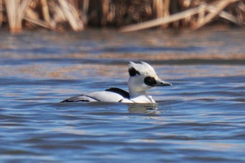 Smew Shin-yokohama Park Sun, 2/26/2023