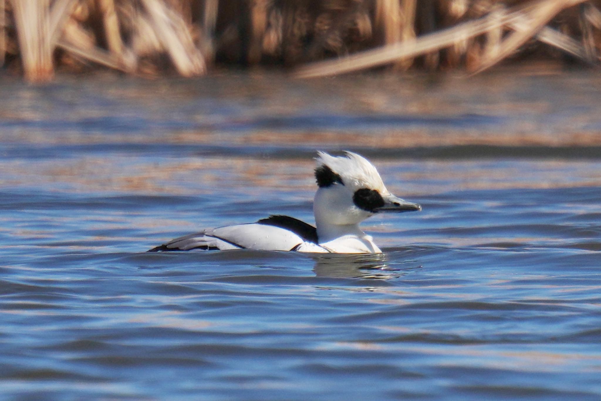 Smew