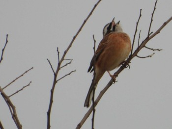 Meadow Bunting 印旛沼 Fri, 3/17/2023